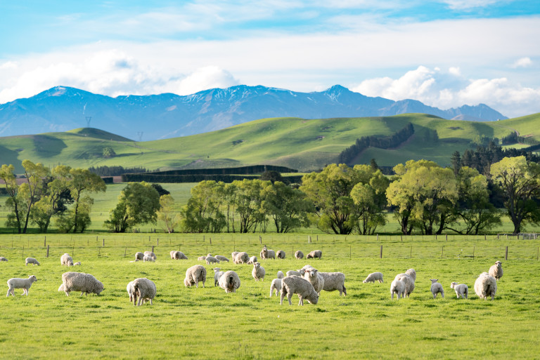 Овце в Нова Зеландия