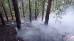 Пожар изпепели 30 дка борова гора край Варна