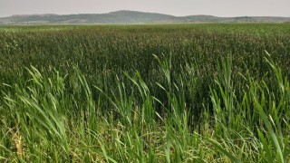 Забраняват пръскането на растения с дронове