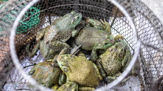 Властите в китайския град Ухан официално забраниха консумацията на диви