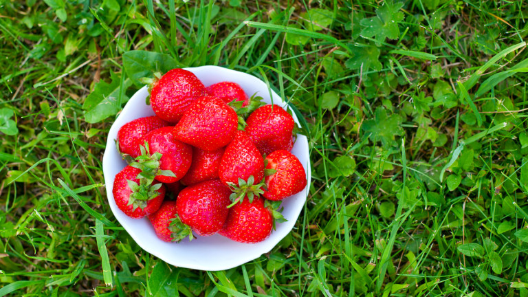 Без български и румънски берачи ягодите на Острова поскъпват с до 50%