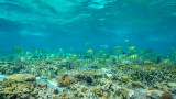  За първи път от 36 година Големият бариерен риф се възвръща 