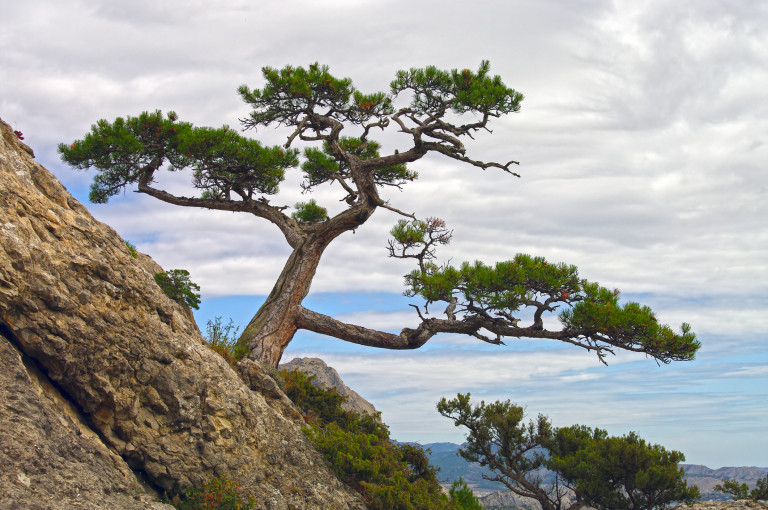 Pinus brutia