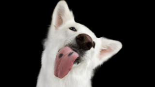 Защо кучето ни облизва