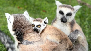 Бейби бум в Бургаския зоопарк За един ден обитателите на