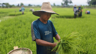 Реколтите на ориз намаляват – и то съвсем целенасочено