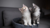  Котките, гласът на стопанина им и ново проучване, което демонстрира какъв брой се привързват 
