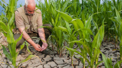 Какво пречи да се възстанови производството на царевица в ЕС?