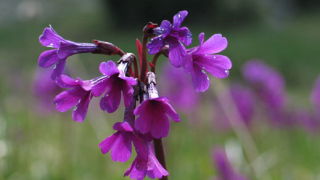 Екотуризмът може да привлича у нас много платежоспособни туристи