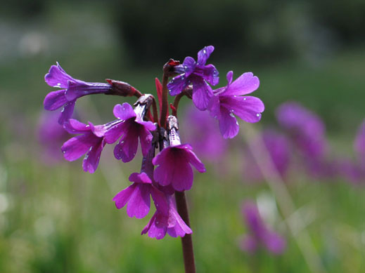 Екотуризмът може да привлича у нас много платежоспособни туристи