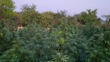  Полицията откри 700 кг марихуана в казанлъшко село 