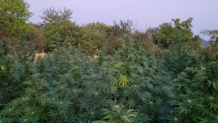 Полицията откри 700 кг марихуана в казанлъшко село