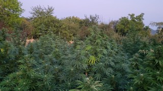 При спецакция полицията откри 700 кг марихуана в казанлъшкото село