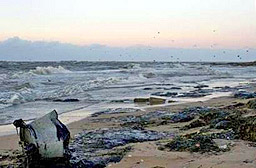 „Гринпийс”: Мазутът в Азовско море може да е гибелен за фауната