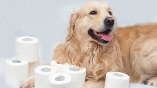 Преди няколко седмици когато COVID 19 направи инвазията си в по голяма