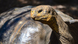  Сейшелските острови, костенурките и гигантското влечуго, което прояви грабителски инстинкт 
