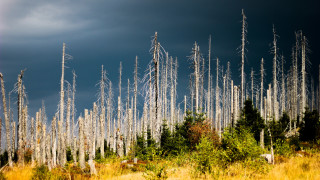 Повече от половината от ендемичните за Европа дървета са застрашени