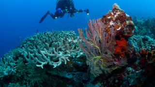 Южните части на Големия бариерен риф страдат от обширно избелване