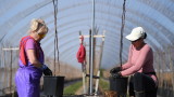Британците не обичат земеделска работа, чакат берачи от Източна Европа
