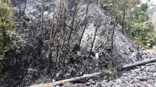 Обезлесяването в бразилската Амазонка унищожи площ по голяма от Катар през