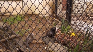 Животът на животните в зоопарка преди Коледа