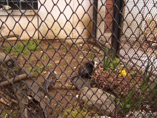 Животът на животните в зоопарка преди Коледа