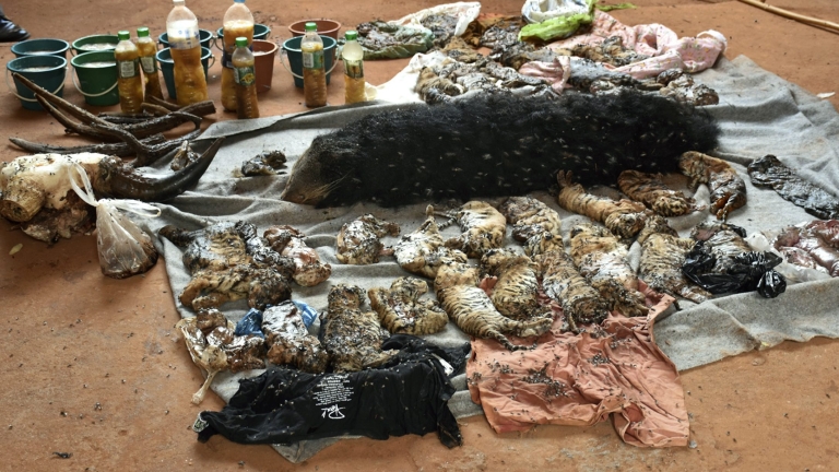 Изображение 237187