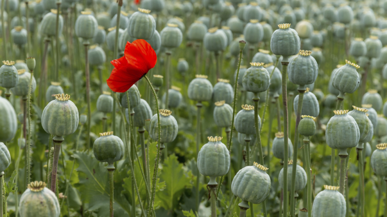 Баби си отглеждат опиев мак в градинките пред блока