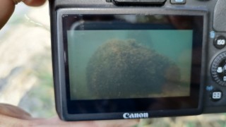 Обезвредиха морска мина открита в залив край Созопол Операцията е