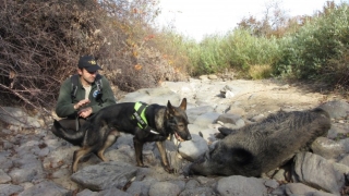 Прокурори разследват три сигнала за отровени диви животни в Крумовградско