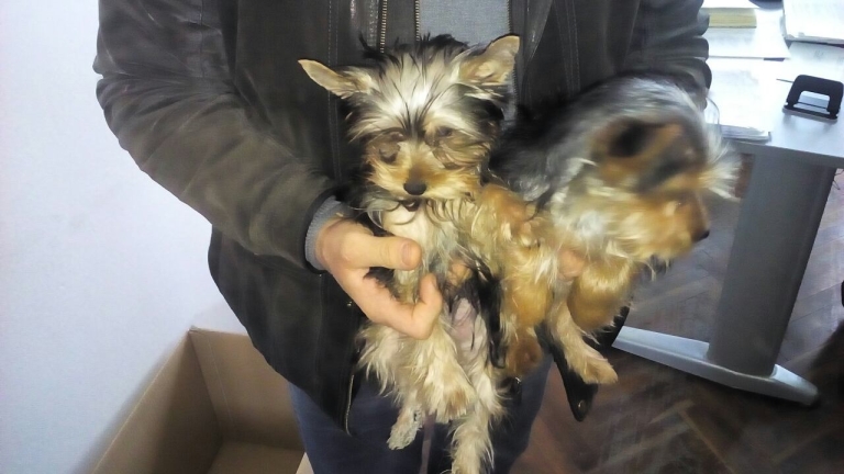 Спипаха крадци на породисти кучета в Бургас