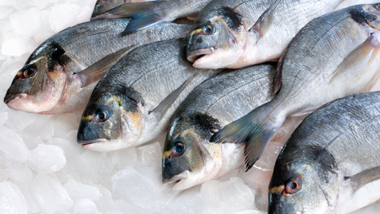 Климатичните промени може да доведат до поскъпване на рибата