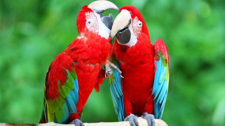 Диви папагали в Австралия се учат да говорят