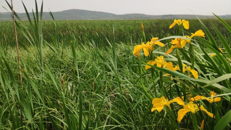 Планът за възстановяване нямал амбиция за биоразнообразието