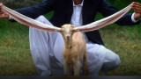 Симба, Мохамад Хасан Нарехо, Пакистан и как една коза си спечели световна известност