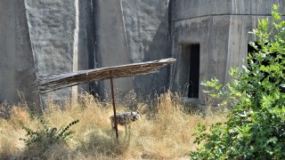 Преди няколко дни отново стана известен зоопаркът в Разград с