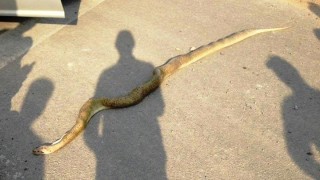 Прегазена змия стана атракция по международния път Е 80 съобщи БНТ