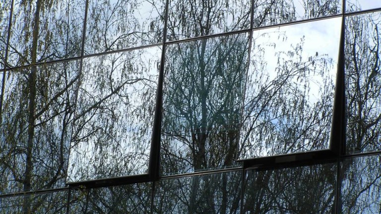 Стъклените фасади и опасността за птиците