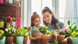 Как да се погрижим за домашните растения през пролетта