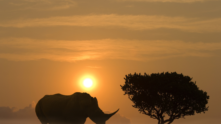 Диви бозайници застрашени от изчезване заради човешкия апетит към месото