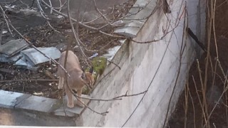 До 3000 лв е глобата за отглеждане на дива котка вкъщи