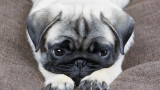  Мопсове, френски булдози и други плоскомуцунести кучета и за какво е нездравословно да се гледат 