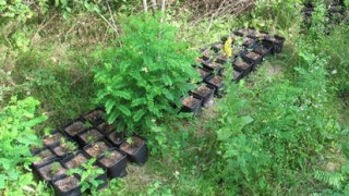 Задържаха концесионер на язовир с плантация за марихуана