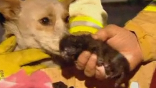 Териер рискува живота си за да опази котенца от пожар (видео)