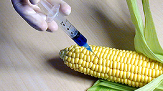 Забраняваме вноса на сорт царевица с ГМО