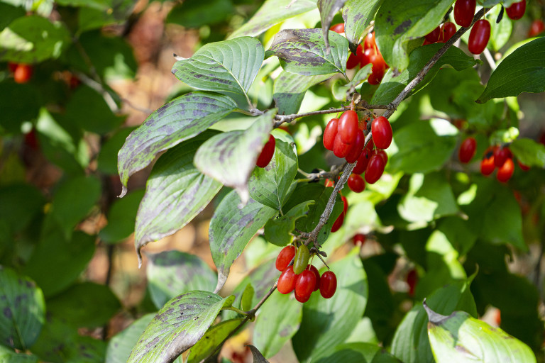 Плодовете на дряна през лятото