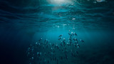Рибата, количеството й в Световния океан и един притеснителен доклад 