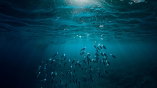 Рибата в Световния океан е крайно недостатъчна