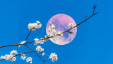  Розова луна - априлското пълнолуние през 2023 година ни дава късмет за излекуване 