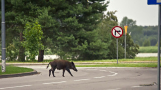 Лек автомобил е блъснал на ул Ормана в Ямбол пресичащо